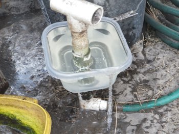 Chicken waterer cup is overflowing