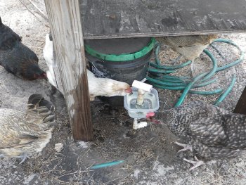 The finished chicken waterer bowl