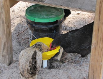 Automatic Chicken Watering System