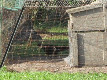 Black Star Chicken scoping out landing on nesting box