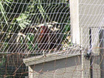 Black Star Chicken on Nesting Box