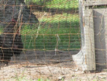 Small square plastic Chicken Fence liner