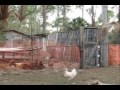 Chicken Fence