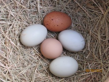 Eggs of all different colors