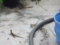 Fighting Lizards