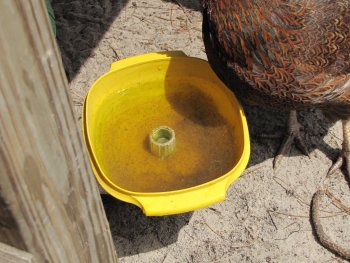 It is just sand and debris NO POOP!