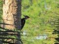 Pileated Woodpecker Calls