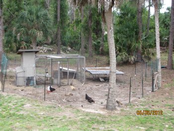 Arial shot of the entire chicken yard