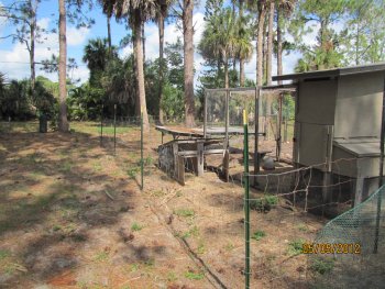 Back after completion before second chicken fence