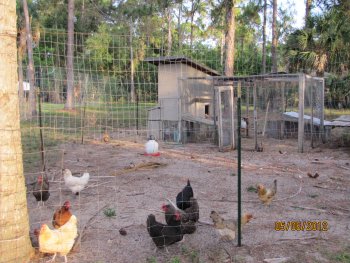 Front side with taller chicken fence