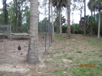 Front more taller chicken fence