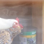 Mobile chicken waterer