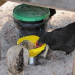 Automatic Chicken Waterer