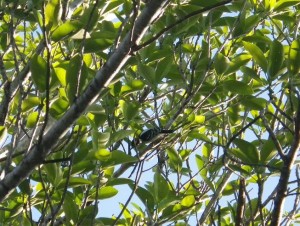 Downy Woodpecker