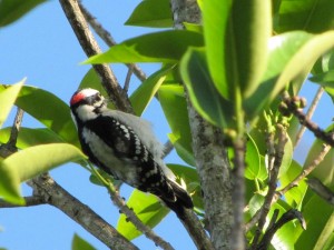 Downy Woodpecker