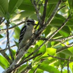 Downy Woodpecker