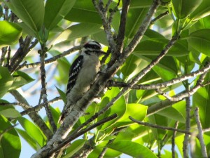 Downy Woodpecker