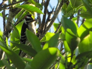 Downy Woodpecker