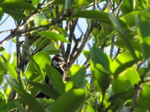 Downy Woodpecker