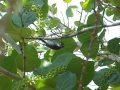 Hairy Woodpecker