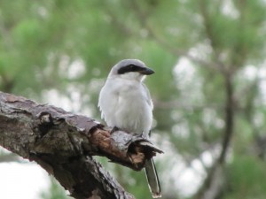 Loggerhead Shrike