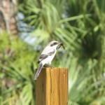 Loggerhead Shrike with food