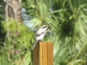 Loggerhead Shrike with food