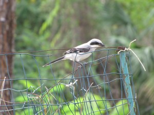 Loggerhead Shrike