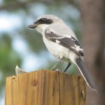 Loggerhead Shrike