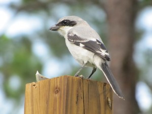 Loggerhead Shrike