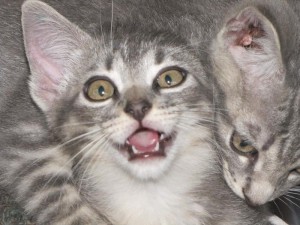 Kittens Close up playing with each other