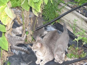 Kittens playing in the Garden