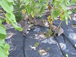 Kittens playing in the Garden