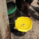 Cleaning the chicken waterer