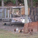 Chicken Fence height