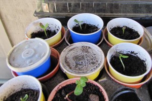 Reuse - Seedling Sprouts almost time to plant