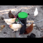 DIY Chicken Waterer