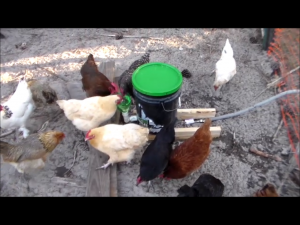 DIY Chicken Waterer