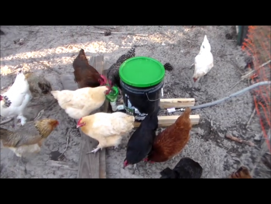 Automatic Chicken Waterer Archives Bolony S Blog