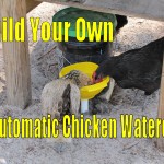 Automatic Chicken Waterer