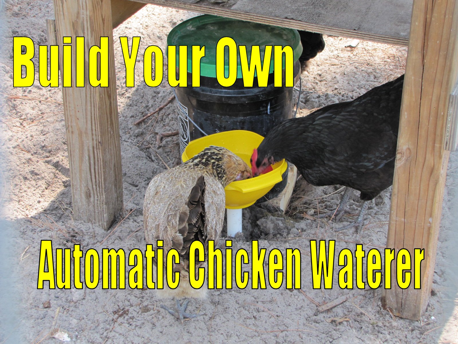 automatic chicken waterer Quotes