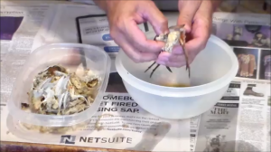 Taking out the insides of blue crab