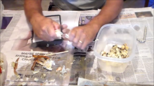 Separating crab meat from the body