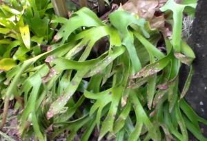 Staghorn Fern Laying on the ground