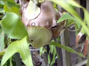 The wire basket inside the staghorn fern