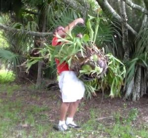 Hanging the Staghorn Fern