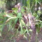 Staghorn Fern Re-hung