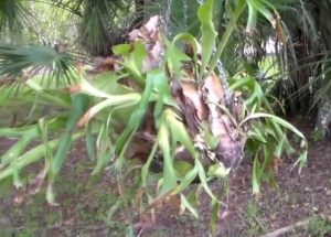 Staghorn Fern Re-hung