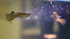 Female and  Male Cobra Guppy