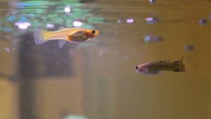 Female and  Male Cobra Guppy